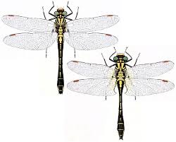 Attēlu rezultāti vaicājumam “Gomphus vulgatissimus”