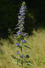 Attēlu rezultāti vaicājumam “Echium vulgare flower”