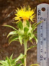 Image result for Carthamus tinctorius