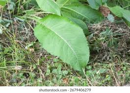 Attēlu rezultāti vaicājumam “Inula helenium leaf”