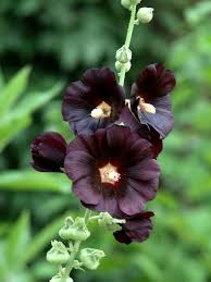 Image result for Alcea rosea nigra