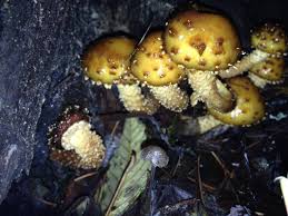 Attēlu rezultāti vaicājumam “Pholiota squarrosoides”