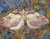 Attēlu rezultāti vaicājumam “Earophila badiata”