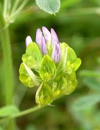 Attēlu rezultāti vaicājumam “Medicago x varia”