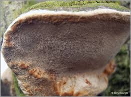 Attēlu rezultāti vaicājumam “Phellinus pomaceus”