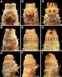 Attēlu rezultāti vaicājumam “Succinea”