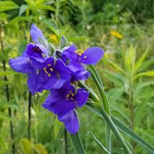 Attēlu rezultāti vaicājumam “Tradescantia virginiana”