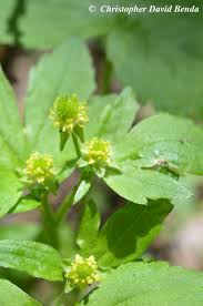 Attēlu rezultāti vaicājumam “Ranunculus elatior leaf”