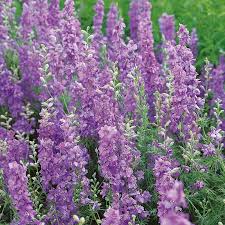 Image result for Delphinium