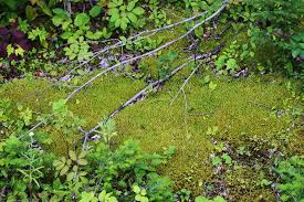 Attēlu rezultāti vaicājumam “Pleurozium schreberi”