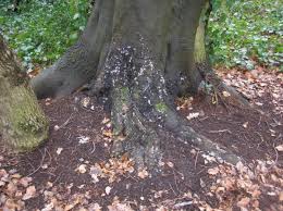 Attēlu rezultāti vaicājumam “Kretzschmaria deusta”