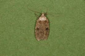 Attēlu rezultāti vaicājumam “Agonopterix aranella”