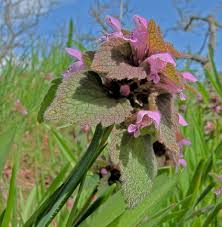 Attēlu rezultāti vaicājumam “Lamium purpureum flower”