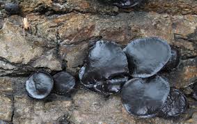 Attēlu rezultāti vaicājumam “Bulgaria inquinans”