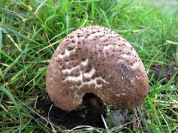 Attēlu rezultāti vaicājumam “Lepiota aspera”