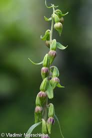 Attēlu rezultāti vaicājumam “Epipactis helleborine fruit”