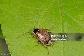 Attēlu rezultāti vaicājumam “Ectobius sylvestris nymph”