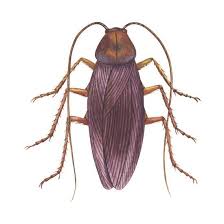 Image result for periplaneta americana