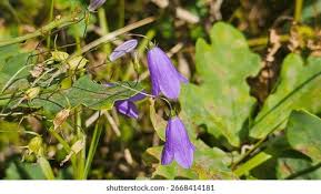 Attēlu rezultāti vaicājumam “Campanula persicifolia leaf”