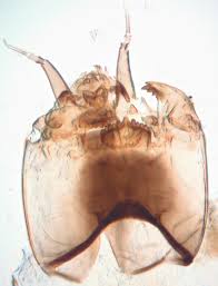 Attēlu rezultāti vaicājumam “Tanytarsus”