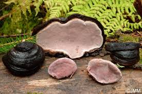 Attēlu rezultāti vaicājumam “Fomitopsis rosea”