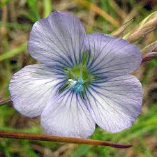 Attēlu rezultāti vaicājumam “Linum usitatissimum leaf”