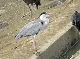 Attēlu rezultāti vaicājumam “Ardea cinerea adult”