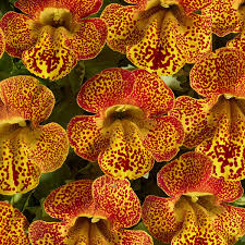 Image result for Mimulus x hybrida