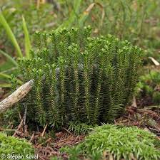 Attēlu rezultāti vaicājumam “Huperzia selago”