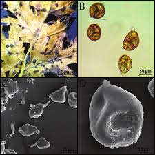 Attēlu rezultāti vaicājumam “Filipendula vulgaris leaf”