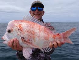 Image result for Chrysoblephus laticeps