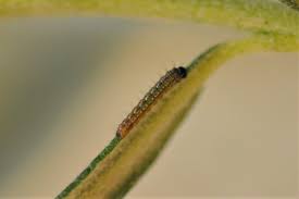 Attēlu rezultāti vaicājumam “Nymphalis xanthomelas underside”