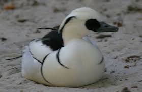 Attēlu rezultāti vaicājumam “Mergus albellus”