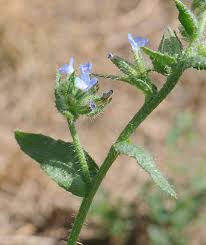 Attēlu rezultāti vaicājumam “Anchusa arvensis flower”