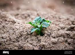 Attēlu rezultāti vaicājumam “Solanum tuberosum leaf”