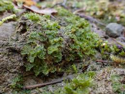 Attēlu rezultāti vaicājumam “Licea pusilla”