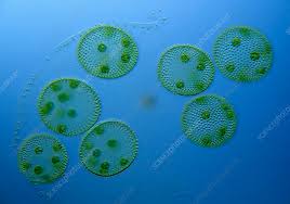 Attēlu rezultāti vaicājumam “Chlorophyta”