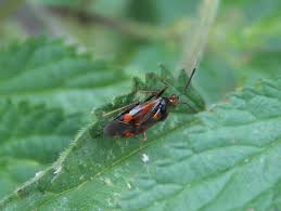 Attēlu rezultāti vaicājumam “Deraeocoris ruber imago”