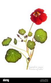 Attēlu rezultāti vaicājumam “Tropaeolum majus bud”