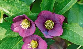 Image result for Nieswurz