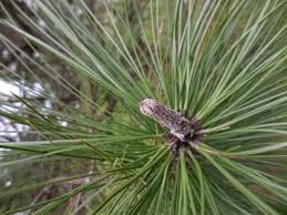 Attēlu rezultāti vaicājumam “Pinus ponderosa”