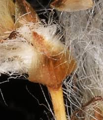 Attēlu rezultāti vaicājumam “Eriophorum gracile leaf”