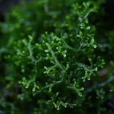 Attēlu rezultāti vaicājumam “Riccardia multifida”