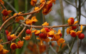 Attēlu rezultāti vaicājumam “Celastrus flagellaris”