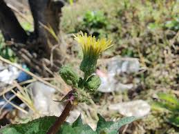 Attēlu rezultāti vaicājumam “Sonchus asper flower”