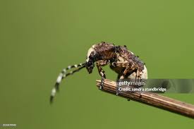 Attēlu rezultāti vaicājumam “Platystomos albinus”