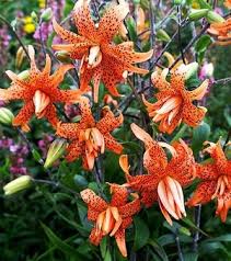 Attēlu rezultāti vaicājumam “Lilium lancifolium”