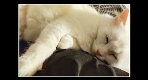 Image result for gesto dell