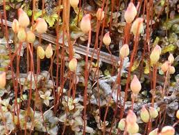 Attēlu rezultāti vaicājumam “Pseudobryum cinclidioides cells”