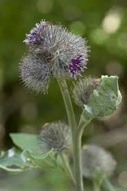 Attēlu rezultāti vaicājumam “Arctium nemorosum”